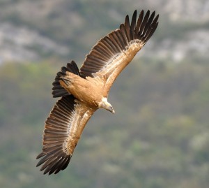 prise de vue d'un aigle