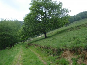 aubepine-lacoumeetlaserre-chemin