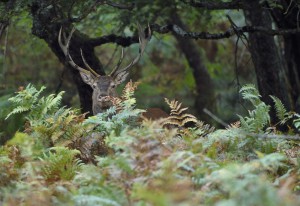 un cerf photographié par Pascal