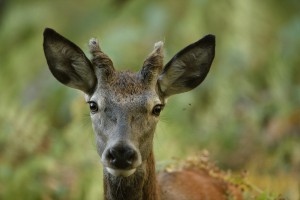 un daguet; jeune cerf qui a ses premiers bois